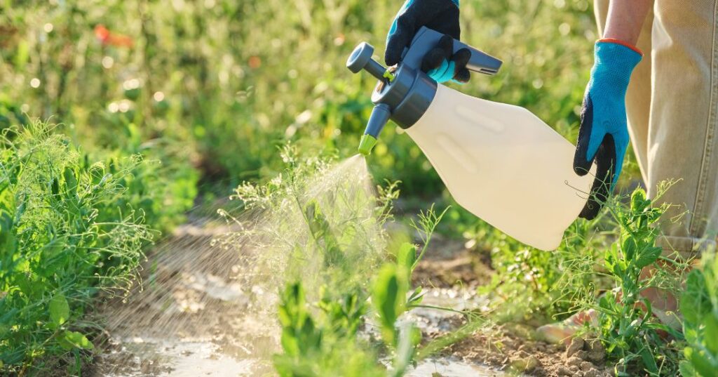 controle de pragas em Taubaté